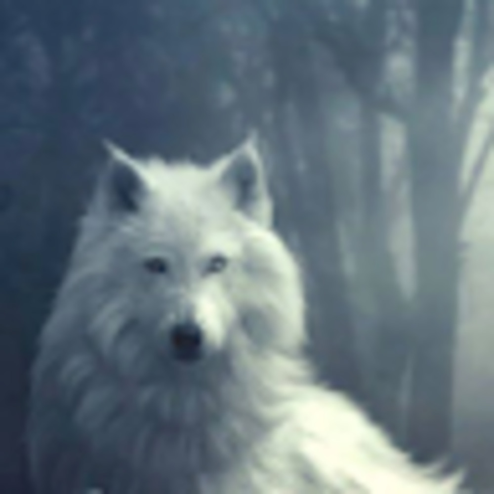 Meet your Posher, Bruce